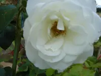 Strauchrose Schneewittchen.webp