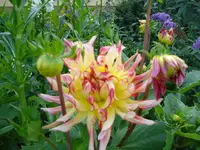 tolle Dhalie.webp