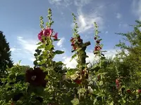 Pflanze 11.webp