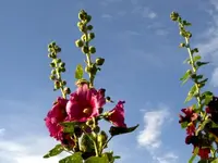 Pflanze 22.webp