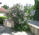 20080721_6130.webp