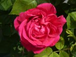 rose u.brunner1.jpg