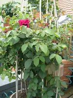 rose w.shakespeare2000-4.webp