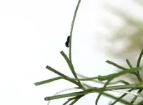 e9.webp