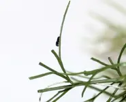 e10.webp