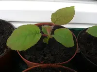 Kiwi 2009.07.14 2.webp