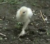 Kugelporsche- extra Breitreifen.webp