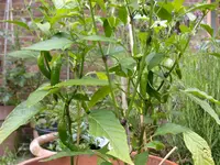 DSCN7441.webp