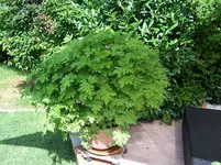 100_1820.webp