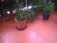 PIC00022.webp