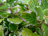 P1130217.webp