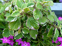 P1130216.webp
