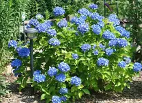 blaue Hortensie_klein.webp