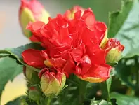 gefüllter Hibiskus_klein.webp