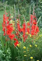 Gladiatoren_klein.webp