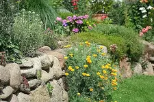 Hangbeet_klein.webp