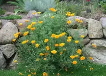 kalifornischer Mohn_klein.webp