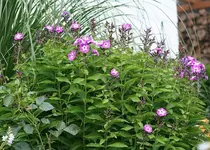 pink Phlox_klein.webp