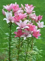 rosa Lilie_klein.webp