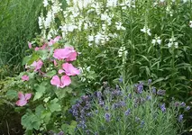 rosa Malve blauer Lavendel_klein.webp