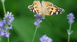 Schmetterling auf Lavendel_klein.webp