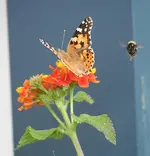 Schmetterling und Hummel auf Wandelröschen_klein.webp