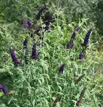 Schmetterlingsflieder_klein.webp