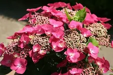 Teller-Hortensie_klein.webp