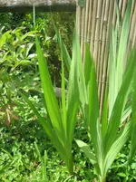 20090715_8908.webp