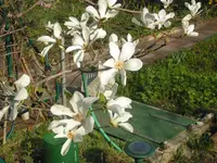 2009 -4 Garten Mangn. 077.webp