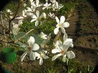 2009 -4 Garten Mangn. 087.webp