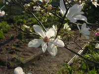 2009 -4 Garten Mangn. 078.webp