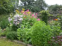 Garten Juli8 021.webp