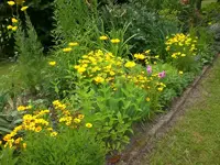 Garten Juli8 025.webp