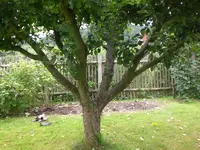 Garten Juli8 027.webp
