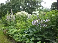 Garten Juli8 035.webp