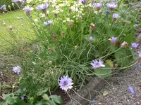 Garten Juli8 018.webp