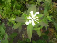 Garten Juli8 036.webp