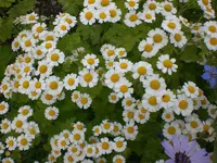 Garten Juli8 005.webp