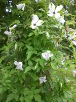 Garten Juli8 010.webp