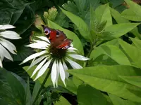 Garten Juli8 011.webp