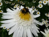 Garten Juli8 012.webp