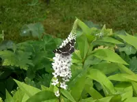 Garten Juli8 013.webp