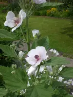 Garten Juli8 014.webp