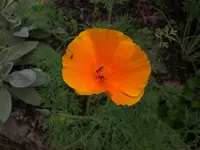 Garten Juli8 022.webp