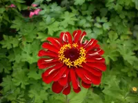 Garten Juli8 023.webp