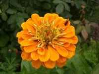Garten Juli8 024.webp