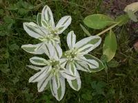 Garten Juli8 026.webp