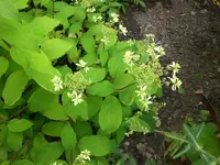 Garten Juli8 031.webp