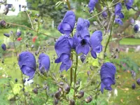 Garten Juli8 032.webp